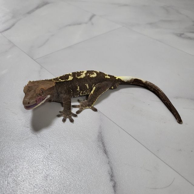 카푸치노