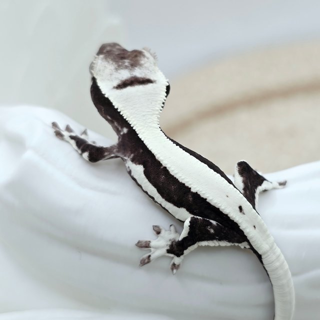 Lilly Axanthic