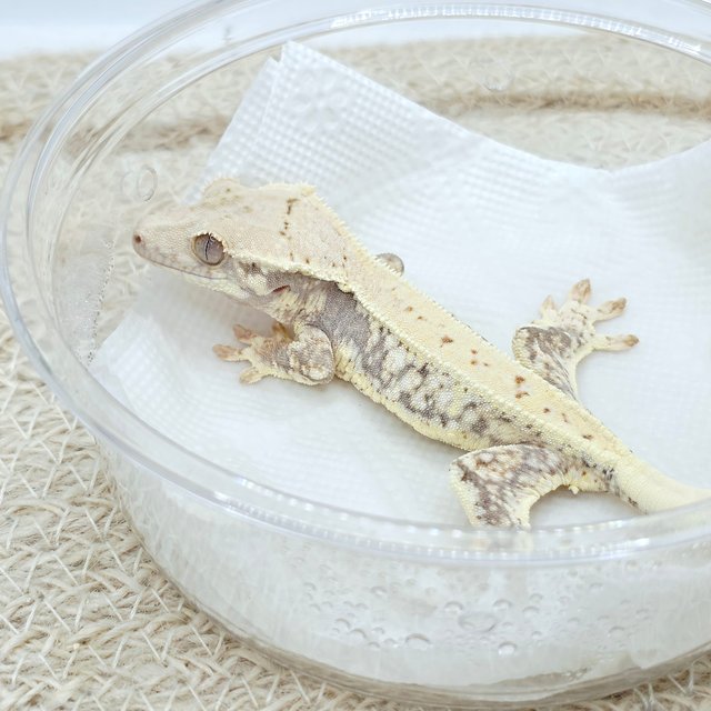 Lilly 100% Het Axanthic