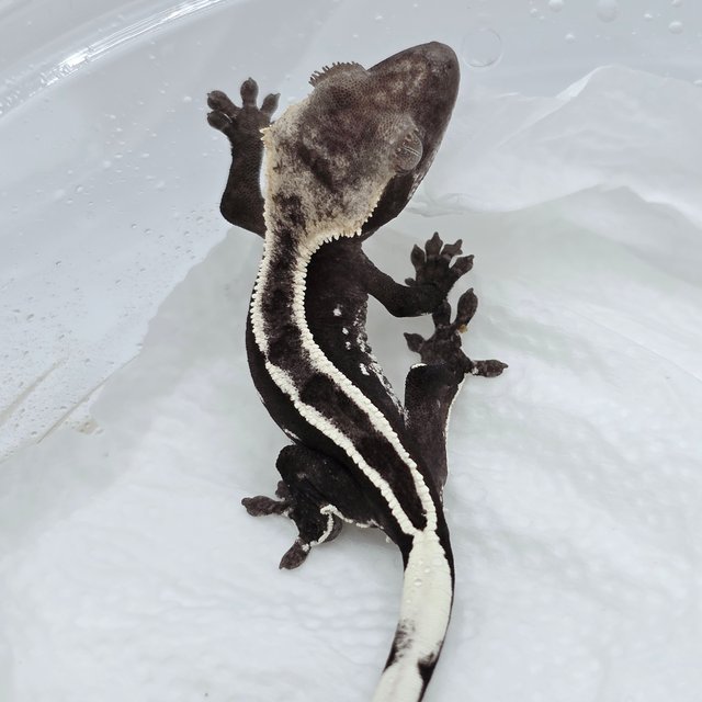 아잔틱