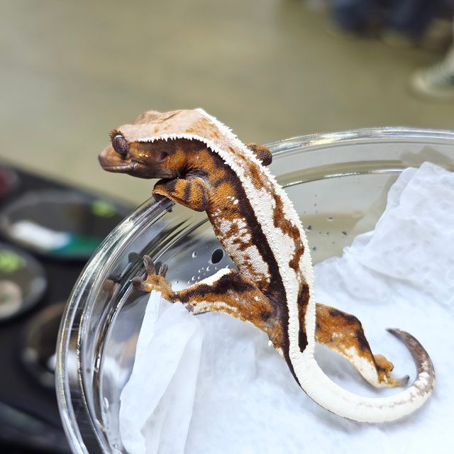 세이블