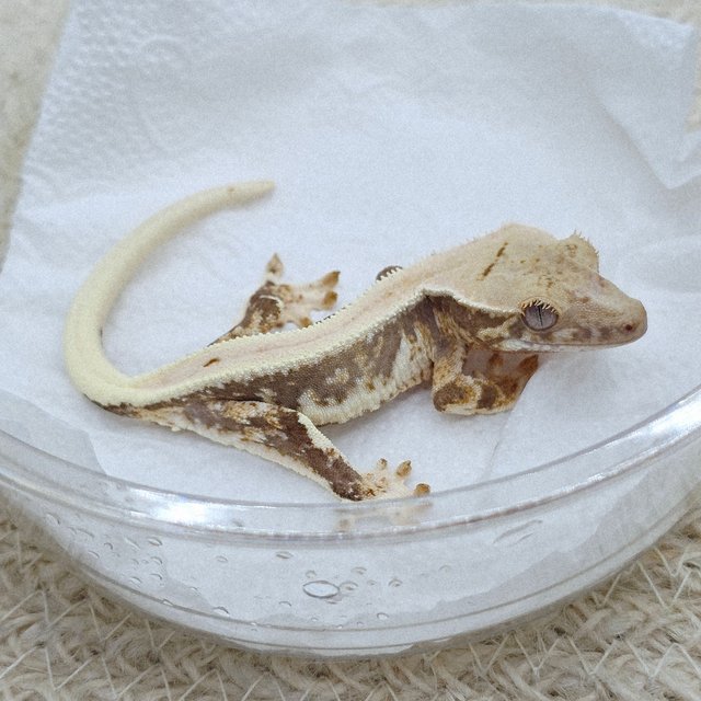 Lilly 100% Het Axanthic