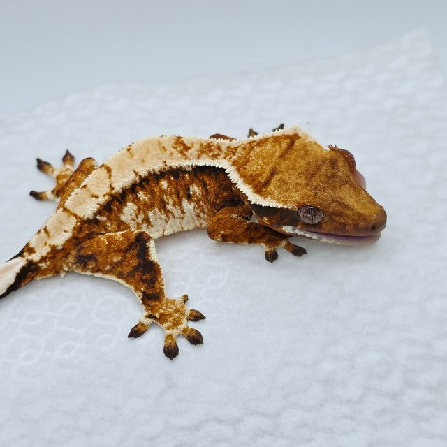 Extreme Harlequin Harlequin Tangerine