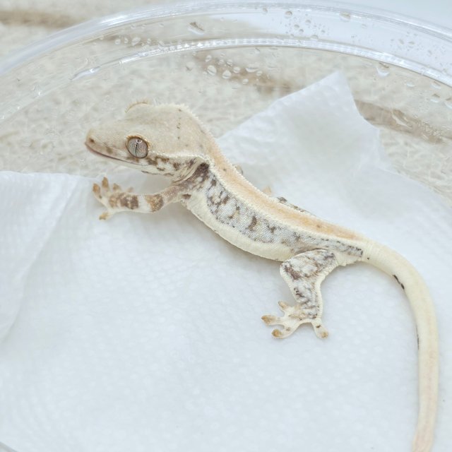 Lilly White 100% Het Chocho