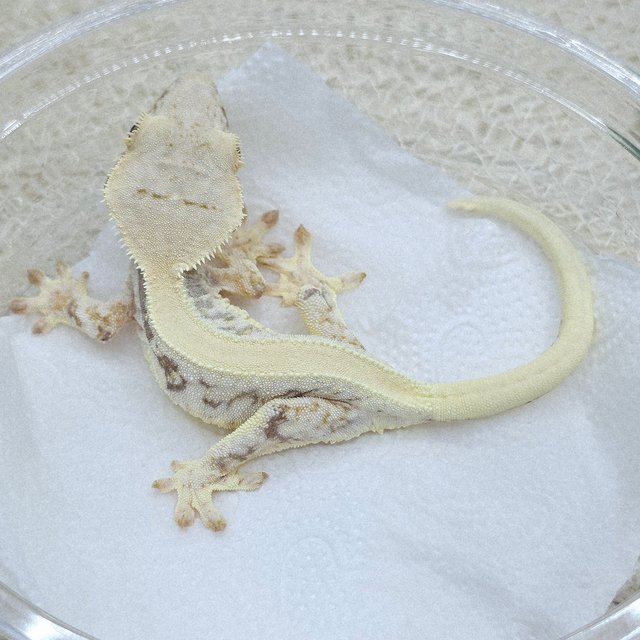 Lilly 100% Het Axanthic