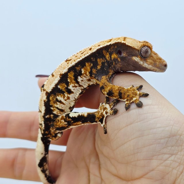 Tri Extreme Harlequin