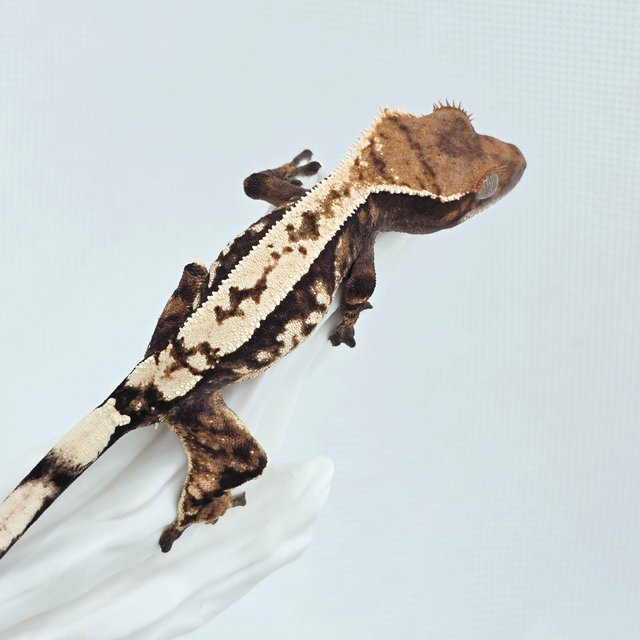 Sable 100% Het Axanthic