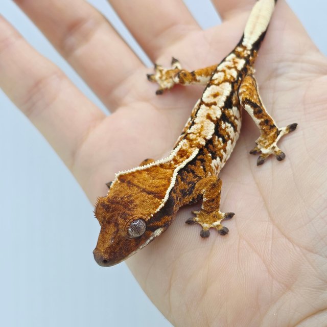 Tangerine Tri Extreme Harlequin