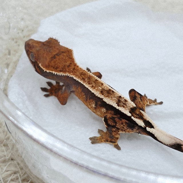 세이블 100%헷아잔틱