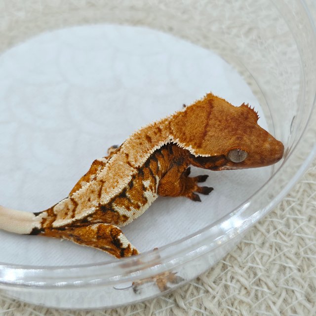 Tri Extreme Harlequin 100% Het Chocho