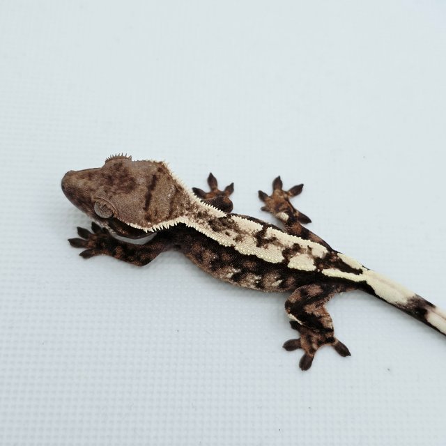 Sable 100% Het Axanthic