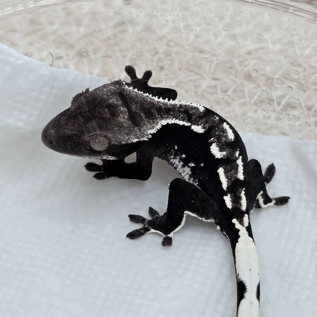 Axanthic