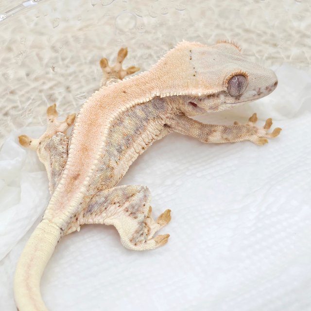100% Het Chocho Lilly White