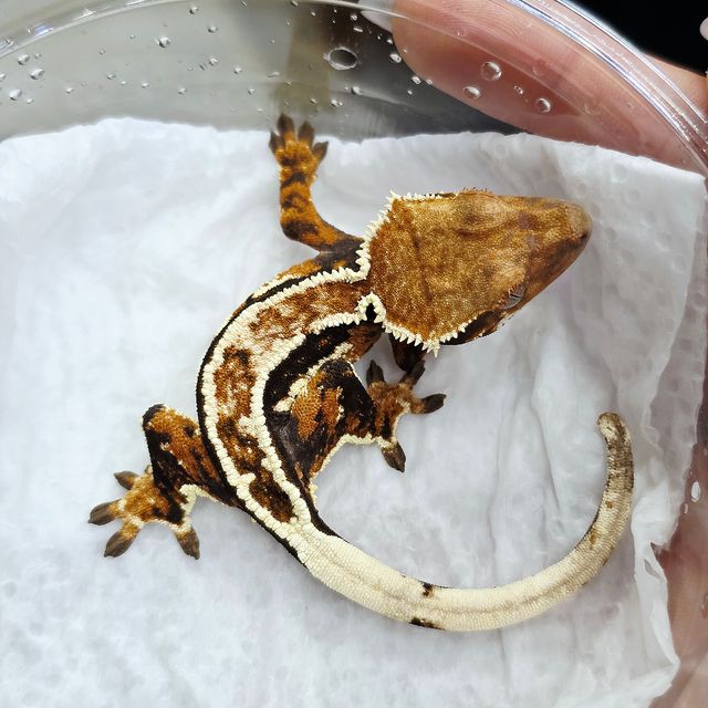 Extreme Harlequin Super Stripe Tri
