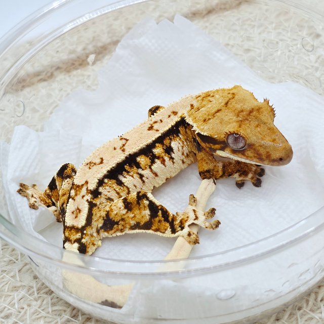 Tri Extreme Harlequin