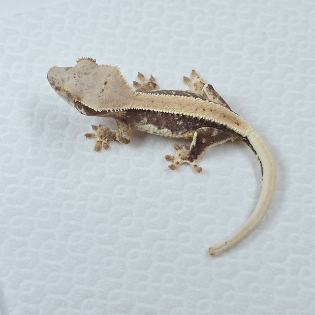 릴리100%헷아잔틱 솔리드백