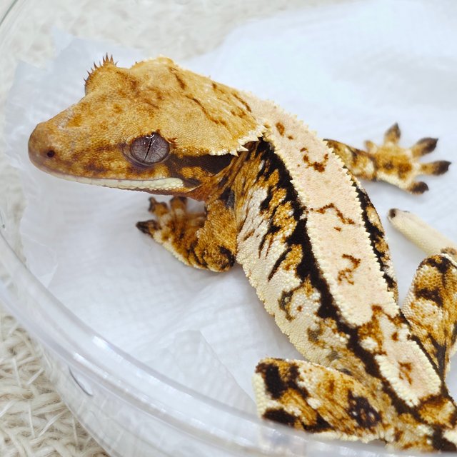 Tri Extreme Harlequin