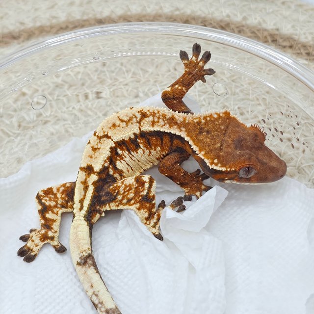 Sable Extreme Harlequin Tri