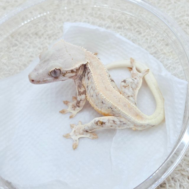 Lilly White 100% Het Chocho