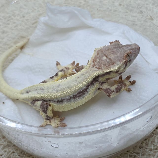 프라푸치노