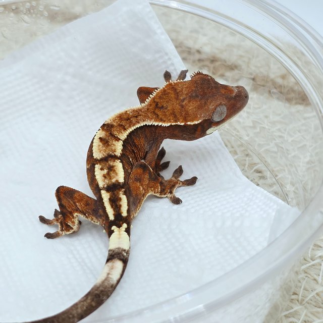 Tangerine Sable
