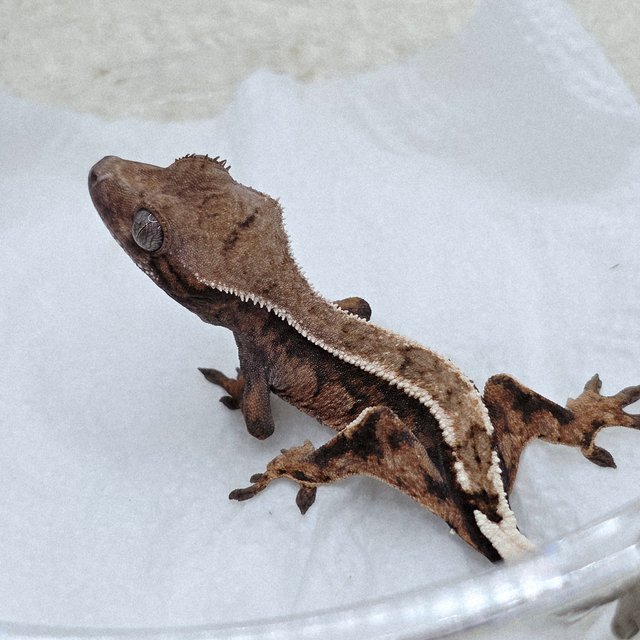 세이블 100%헷아잔틱