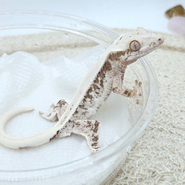 Lilly 100% Het Axanthic
