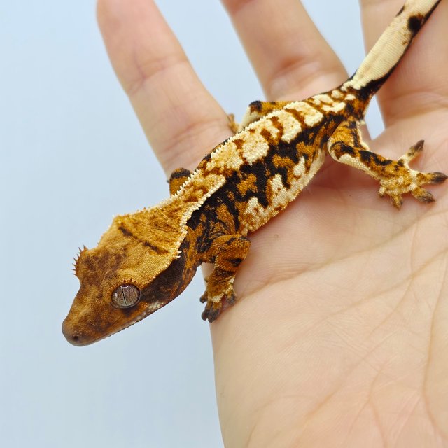 Tri Extreme Harlequin