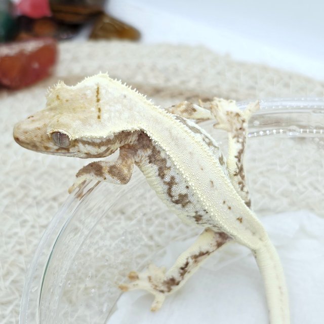 Lilly 100% Het Axanthic