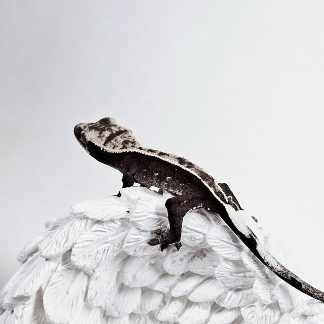 아잔틱