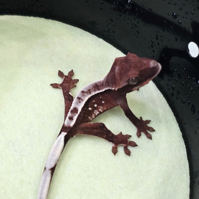 Pinstripe Chocho
