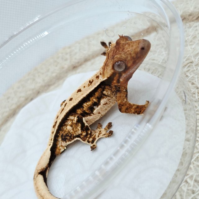 Quad Full Pinstripe Tri 100% Het Chocho