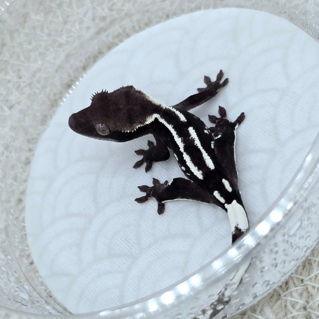Axanthic