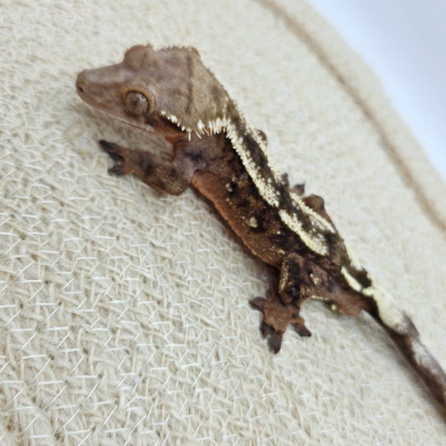 세이블 100%헷아잔틱