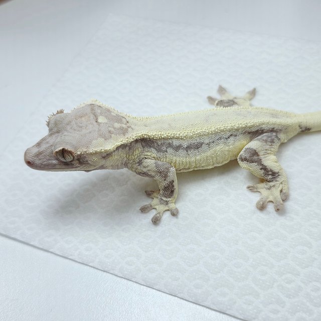 프라푸치노 솔리드백