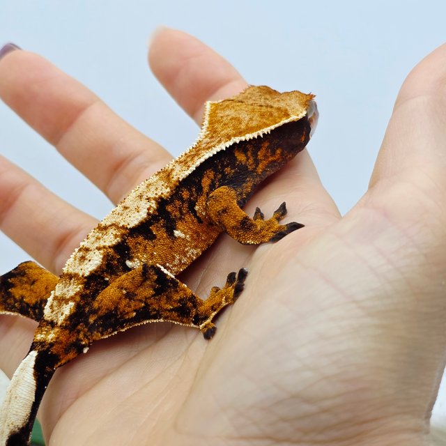 Tangerine Tri Extreme Harlequin