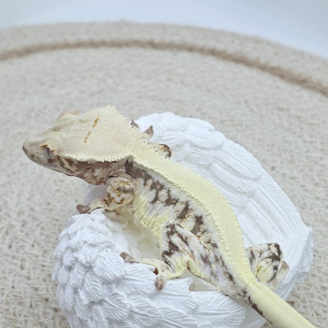 릴리100%헷아잔틱 솔리드백