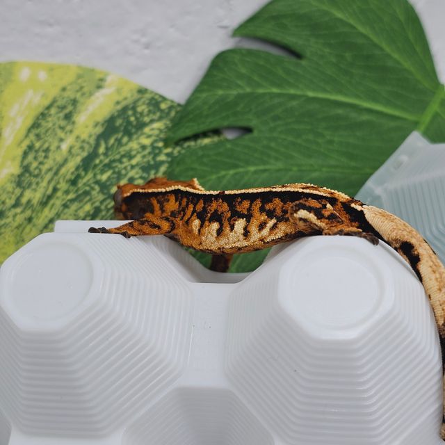 익스트림할리퀸 바브 트라이
