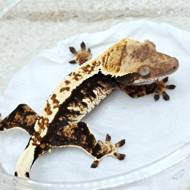100% Het Axanthic