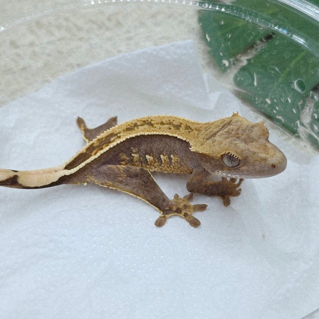 100% Het Axanthic Full Pinstripe