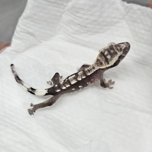 아잔틱