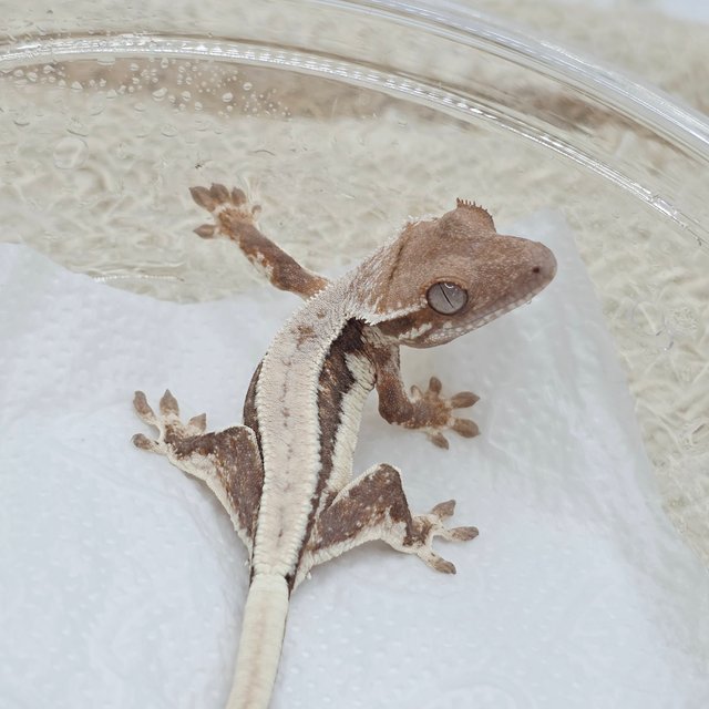 릴리 세이블 100%헷아잔틱