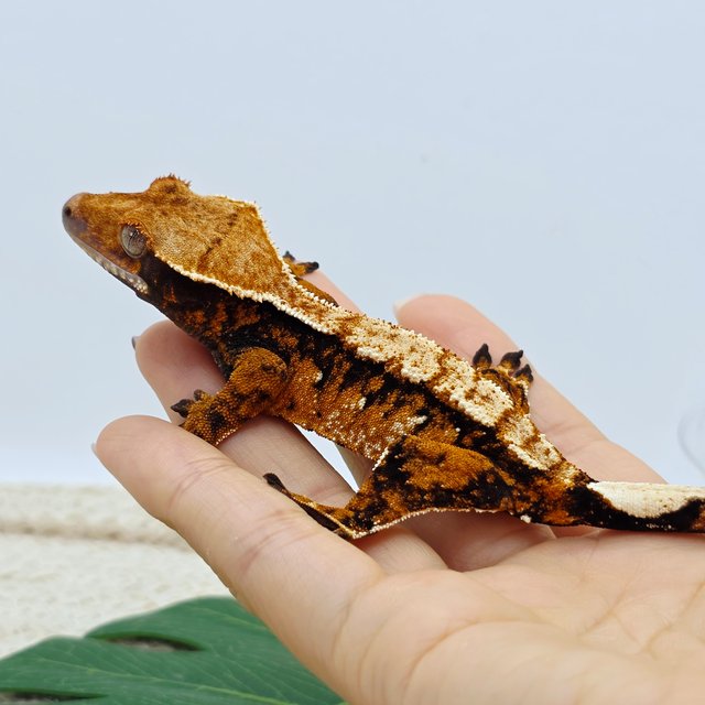 Tangerine Tri Extreme Harlequin