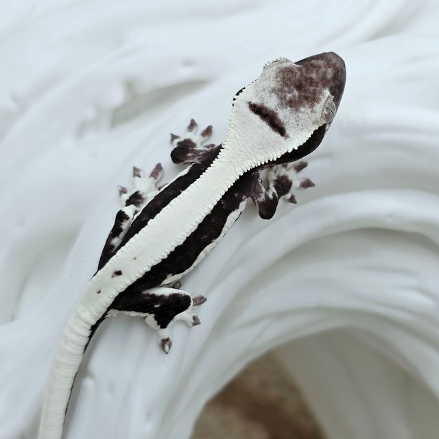 Lilly Axanthic