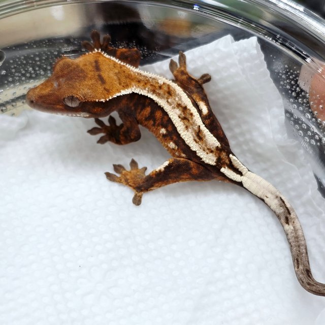 세이블 100%헷아잔틱