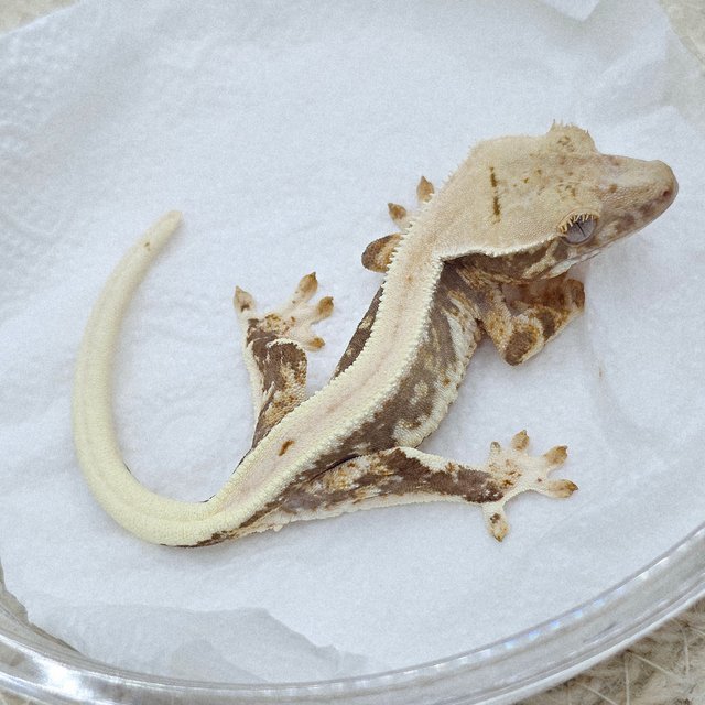 Lilly 100% Het Axanthic