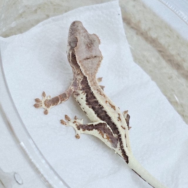 Frappuccino 100% Het Axanthic