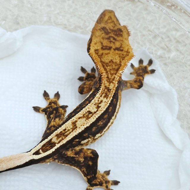 Super Stripe 100% Het Axanthic