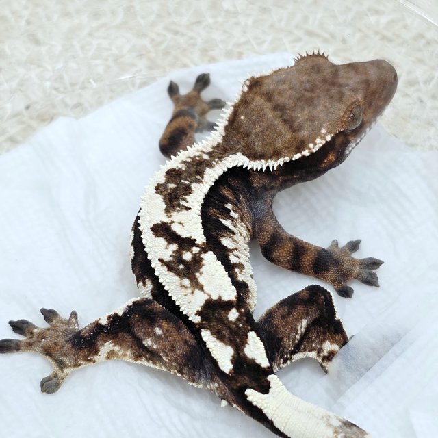 Sable 100% Het Axanthic