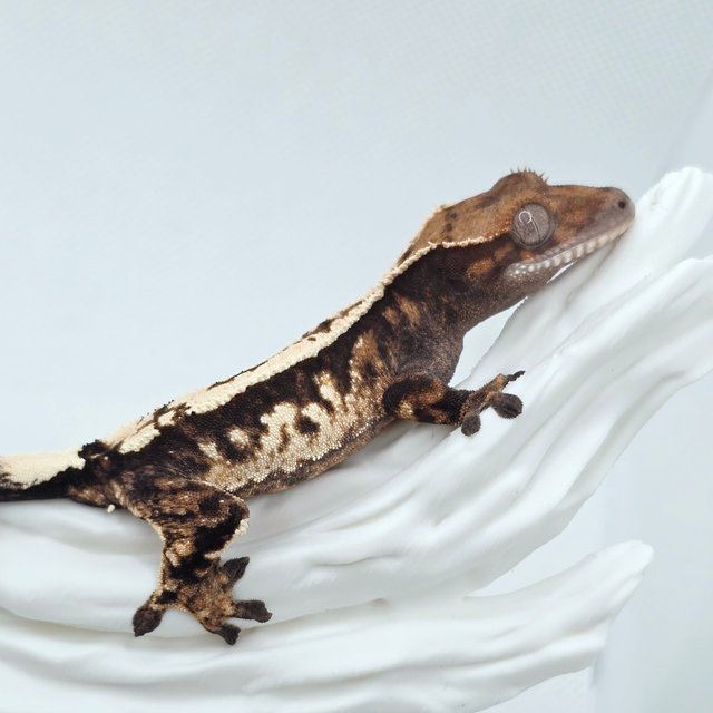 Sable 100% Het Axanthic